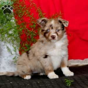 Wendy, Miniature Australian Shepherd Puppy