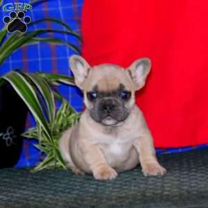 Wendy, French Bulldog Puppy