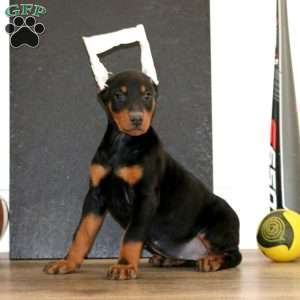 Wendy, Doberman Pinscher Puppy