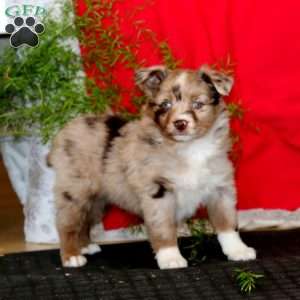 Wendy, Miniature Australian Shepherd Puppy