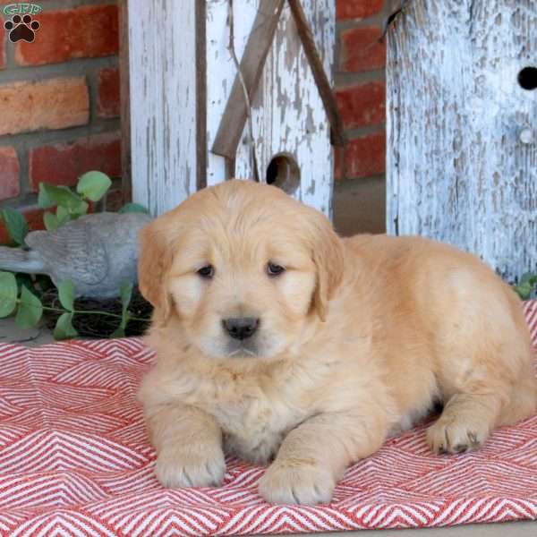 Wesley, Golden Retriever Puppy