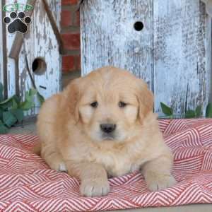 Wesley, Golden Retriever Puppy