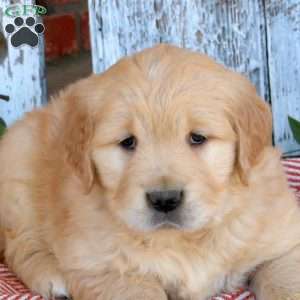 Wesley, Golden Retriever Puppy