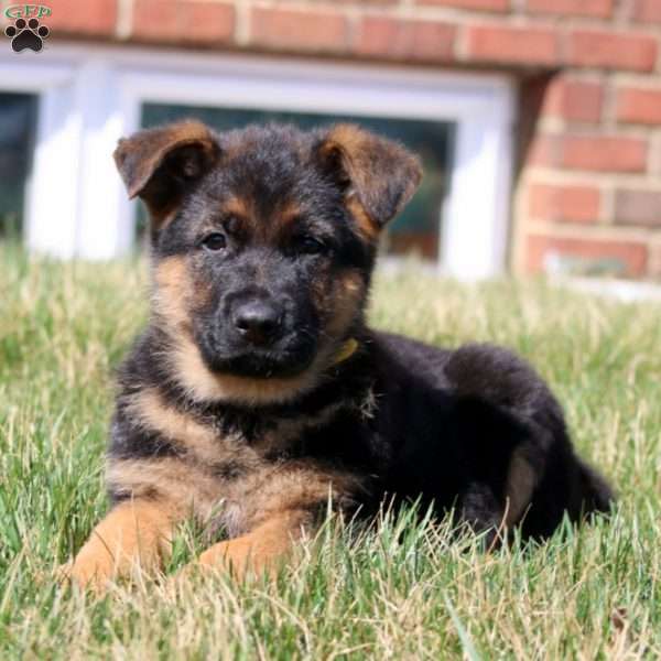 Wesley, German Shepherd Puppy