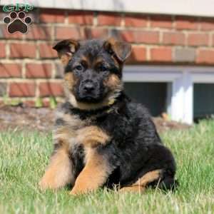 Wesley, German Shepherd Puppy