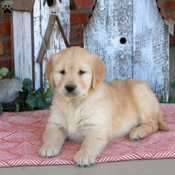 Weston, Golden Retriever Puppy