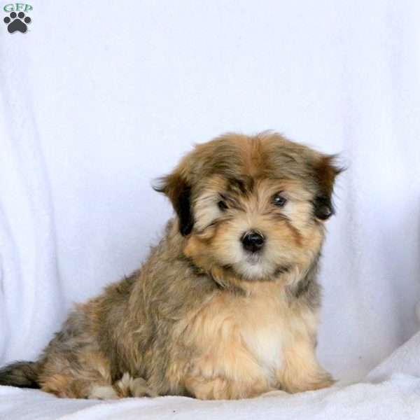 Weston, Havanese Puppy