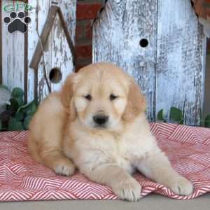 Weston, Golden Retriever Puppy