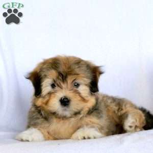 Weston, Havanese Puppy