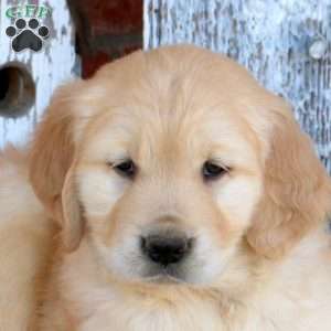 Weston, Golden Retriever Puppy