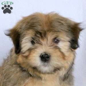 Weston, Havanese Puppy