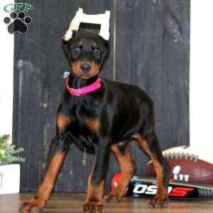 Weston, Doberman Pinscher Puppy