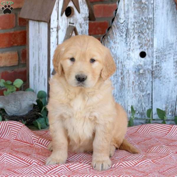 Whimsy, Golden Retriever Puppy