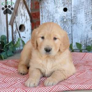 Whimsy, Golden Retriever Puppy