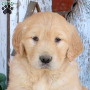 Whimsy, Golden Retriever Puppy