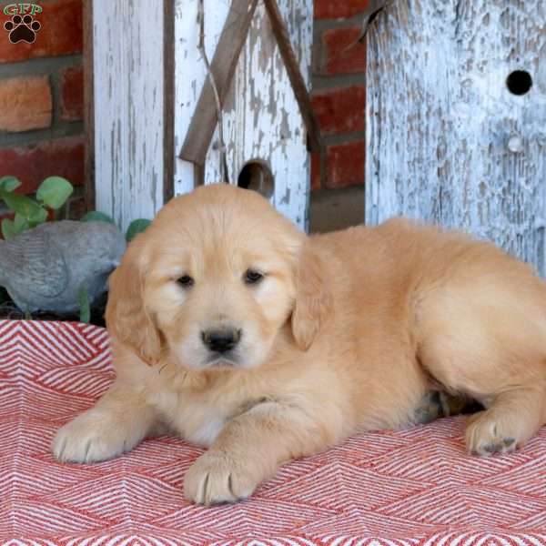 Whisper, Golden Retriever Puppy