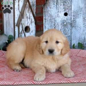 Whisper, Golden Retriever Puppy