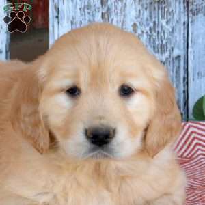 Whisper, Golden Retriever Puppy