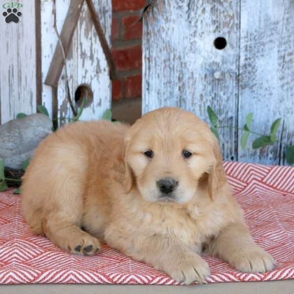 Wiggles, Golden Retriever Puppy