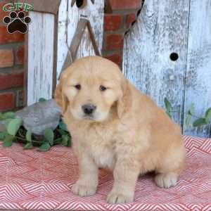 Wiggles, Golden Retriever Puppy