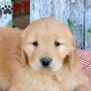 Wiggles, Golden Retriever Puppy