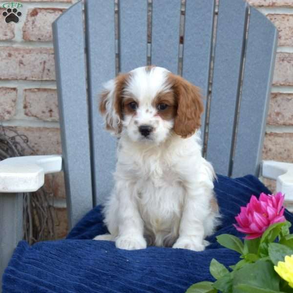 Wilder, Cavapoo Puppy