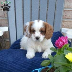 Wilder, Cavapoo Puppy