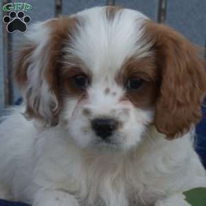 Wilder, Cavapoo Puppy