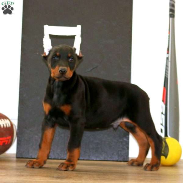 Will, Doberman Pinscher Puppy