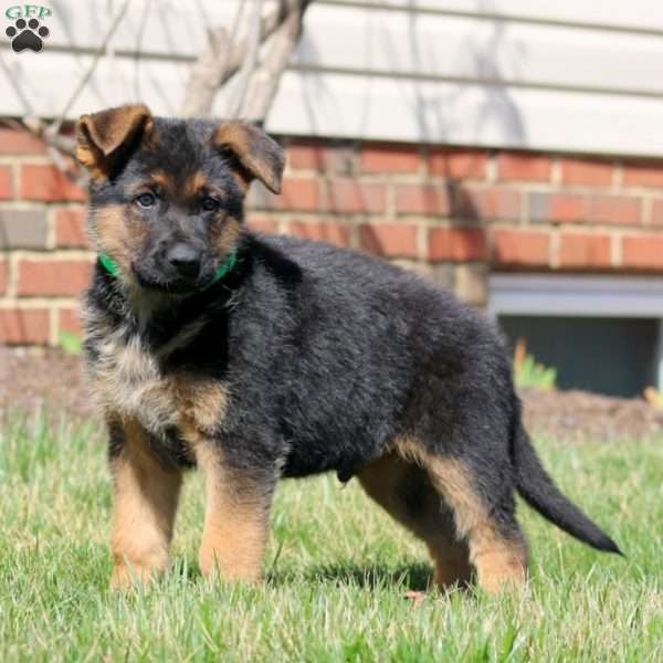 Will, German Shepherd Puppy