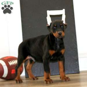 Will, Doberman Pinscher Puppy