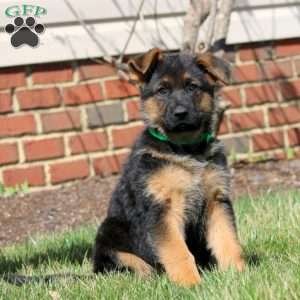 Will, German Shepherd Puppy