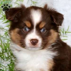 Will, Miniature Australian Shepherd Puppy