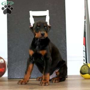 Will, Doberman Pinscher Puppy