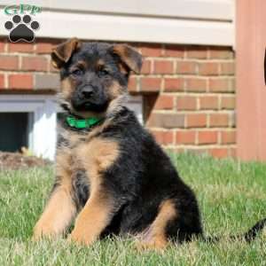 Will, German Shepherd Puppy