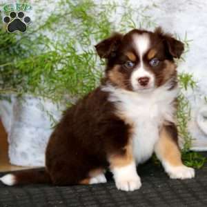 Will, Miniature Australian Shepherd Puppy