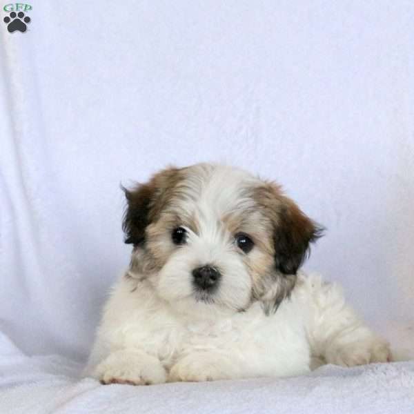 Willow, Havanese Puppy