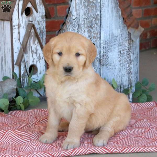 Willow, Golden Retriever Puppy