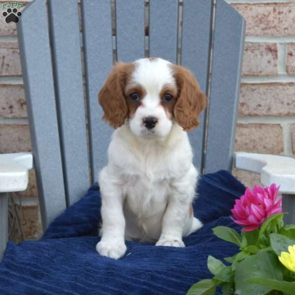 Willow, Cavapoo Puppy