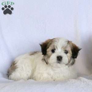 Willow, Havanese Puppy