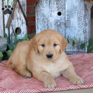 Willow, Golden Retriever Puppy