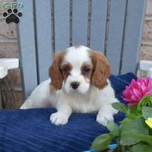 Willow, Cavapoo Puppy