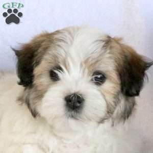 Willow, Havanese Puppy