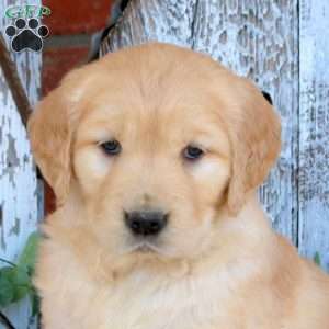 Willow, Golden Retriever Puppy