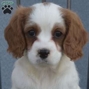 Willow, Cavapoo Puppy