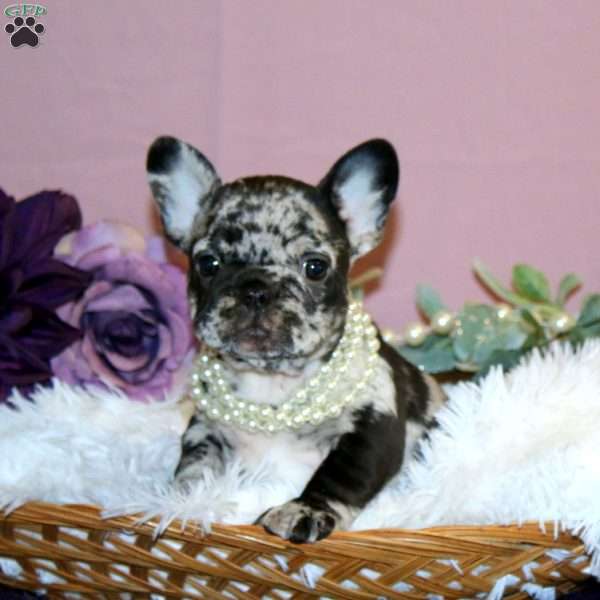 Willow Skye, French Bulldog Puppy