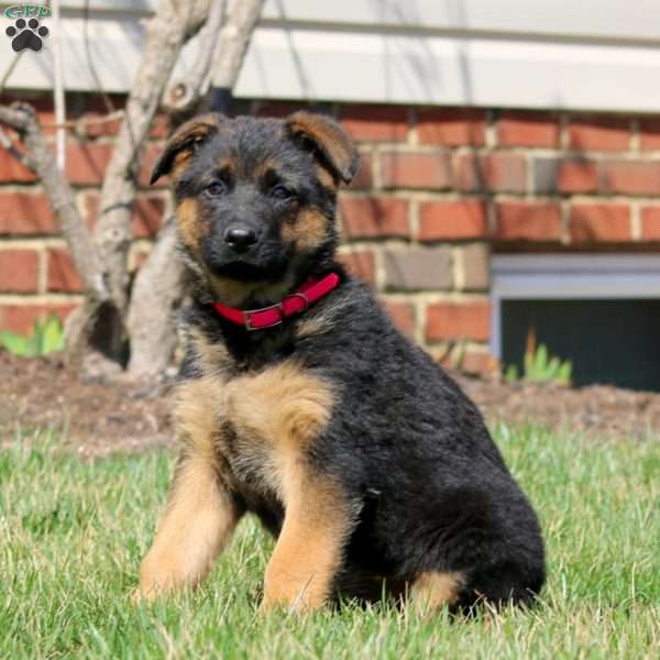 Willow, German Shepherd Puppy