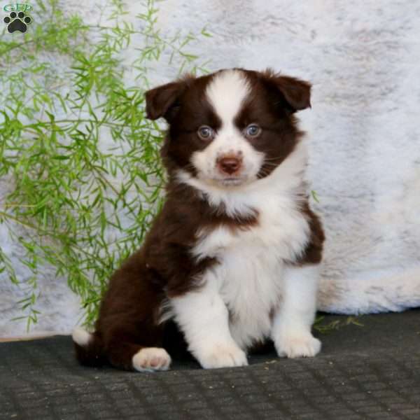 Willow, Miniature Australian Shepherd Puppy