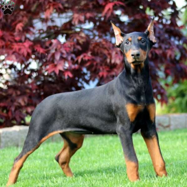 Willow, Doberman Pinscher Puppy