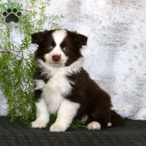 Willow, Miniature Australian Shepherd Puppy